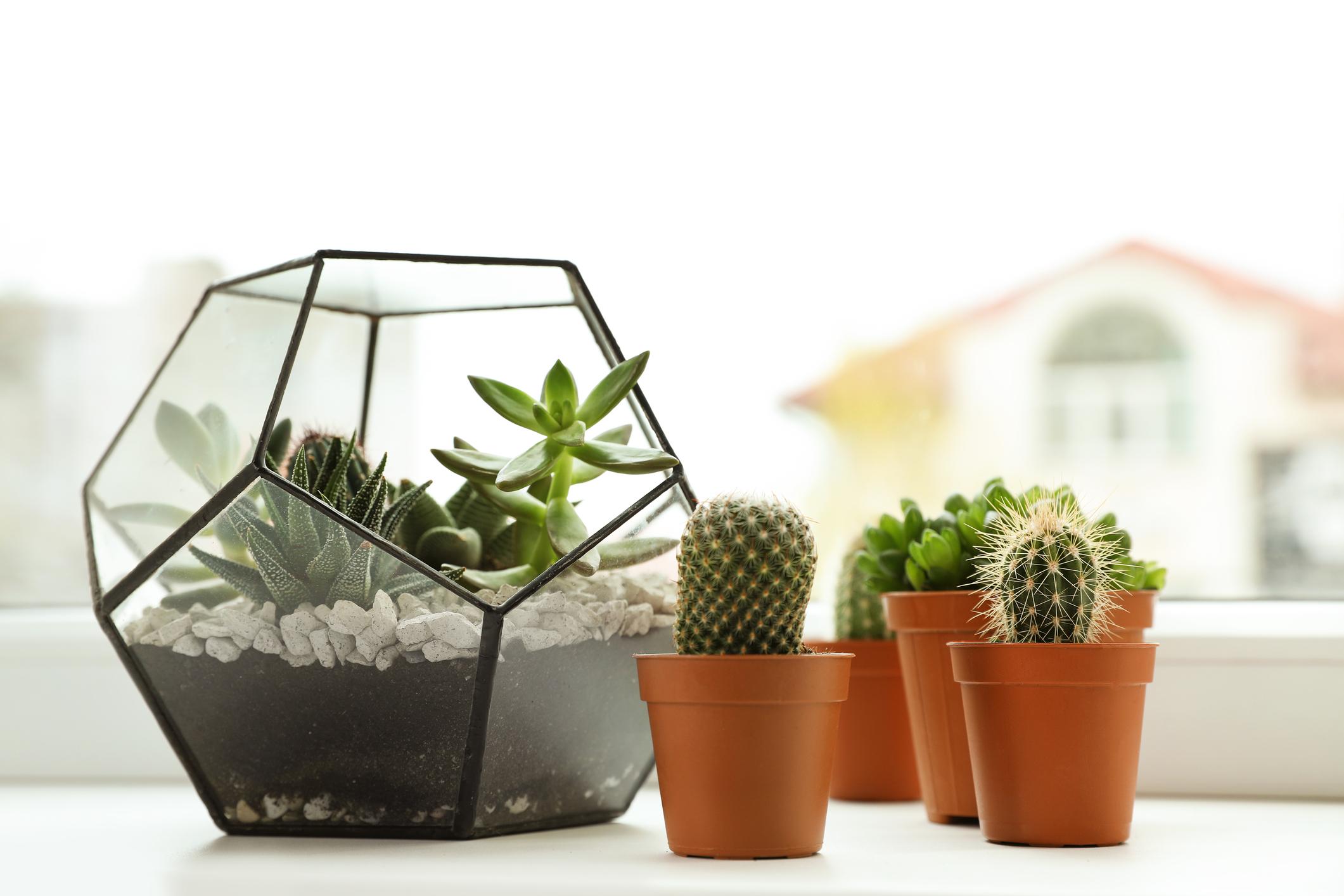 Dónde colocar los cactus según el Feng Shui y dónde no Ubicación y
