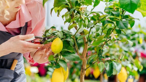 Jaime Gumiel, jardinero: “El truco para tener limones casi todo el año es quitar estas ramitas en otoño” - El truco está en retirar las pequeñas ramas sin hojas antes del invierno