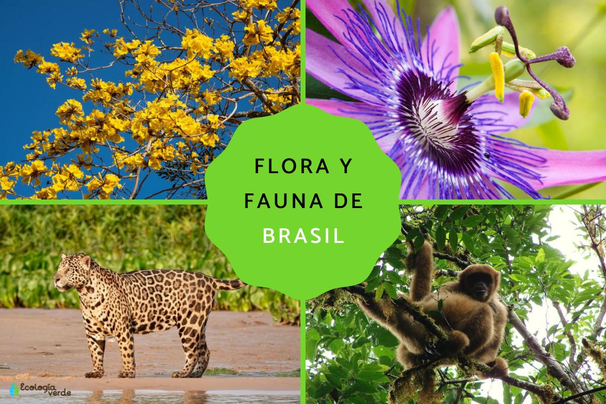 Flora y fauna de Brasil