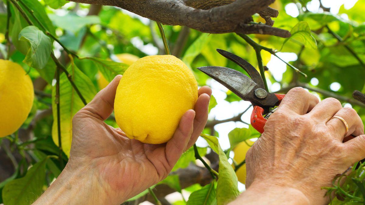 Jaime Gumiel, jardinero: “El truco para tener limones casi todo el año es quitar estas ramitas en otoño”