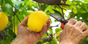 Jaime Gumiel, jardinero: “El truco para tener limones casi todo el año es quitar estas ramitas en otoño”