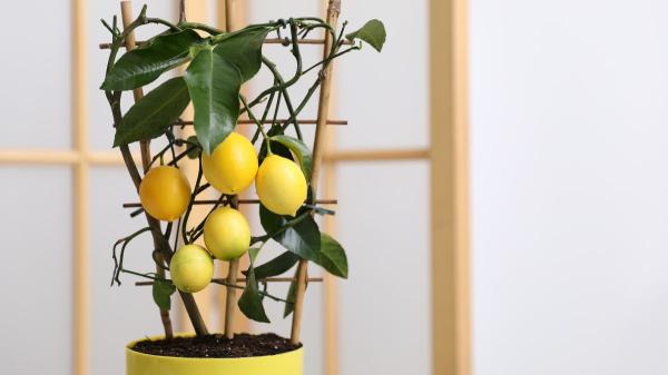 Jaime Gumiel, jardinero: “El truco para tener limones casi todo el año es quitar estas ramitas en otoño” - Las otras ramas que debes cortar para favorecer la producción de limones