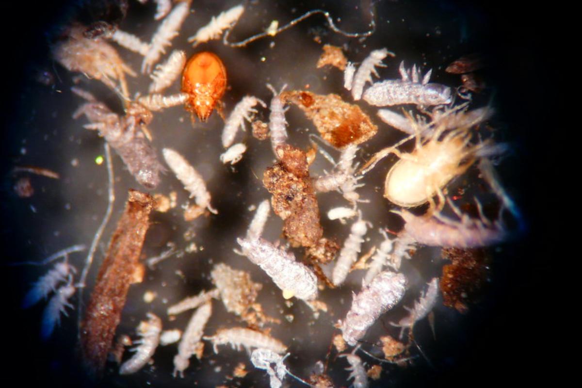 Mesofauna: definición y ejemplos