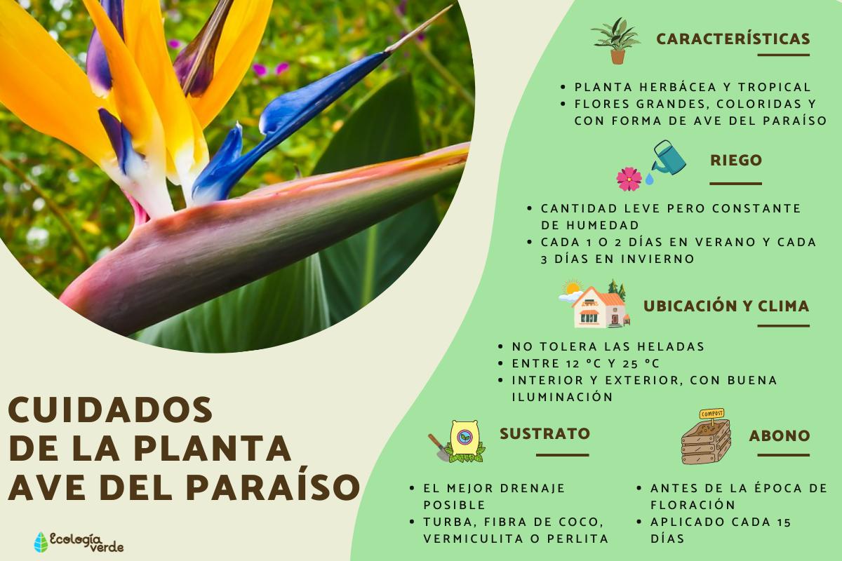 Planta ave del paraíso: cuidados, trasplante y reproducción