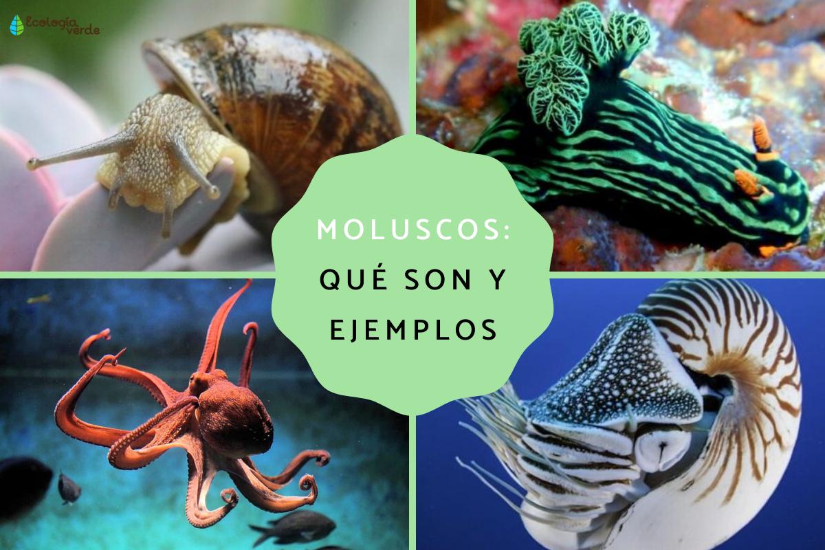 Moluscos: características, tipos y ejemplos