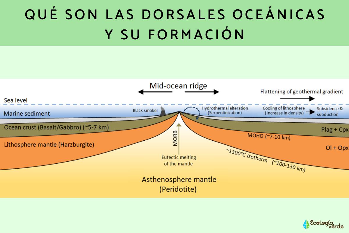 Qué son las dorsales oceánicas