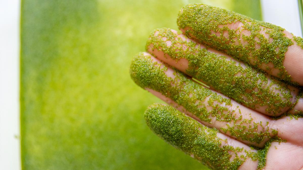 Wolffia angusta, conoce la flor más pequeña del mundo