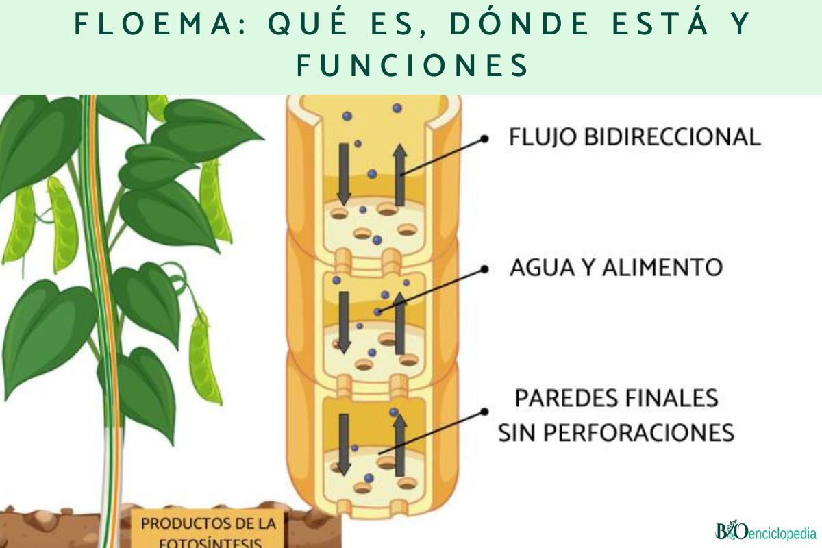 Floema: qué es, dónde está y funciones