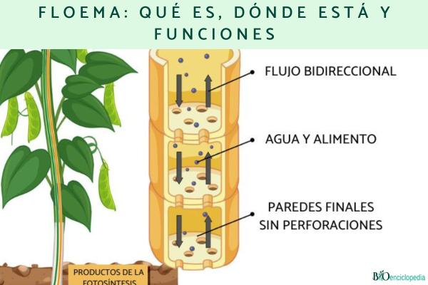 Floema: qué es, dónde está y funciones