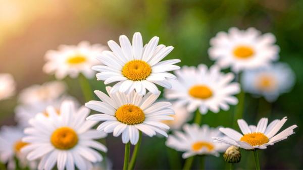 Estas plantas tienen un significado especial y son el regalo perfecto según la experta en plantas Ulla Rothschuh - La esencia de la niñez se simboliza al regalar margaritas