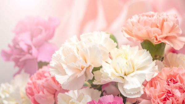 Estas plantas tienen un significado especial y son el regalo perfecto según la experta en plantas Ulla Rothschuh - Los claveles muestran fascinación y amor que nutre