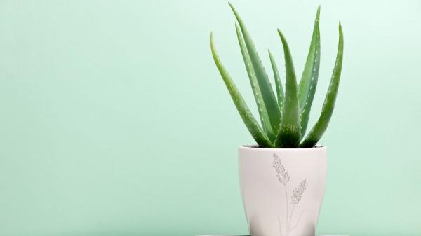 Estas plantas tienen un significado especial y son el regalo perfecto según la experta en plantas Ulla Rothschuh - Para la protección y los buenos deseos, lo mejor es regalar un aloe vera