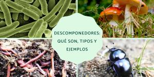 Descomponedores: qué son, tipos y ejemplos