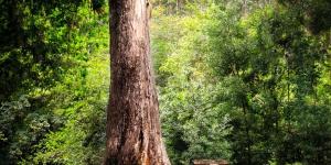 Los árboles más viejos de España: resilientes ante guerras, tormentas y generaciones