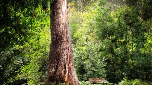 Los árboles más viejos de España: resilientes ante guerras, tormentas y generaciones