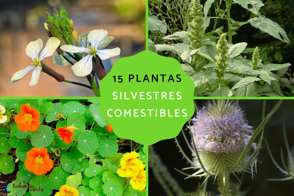 Plantas silvestres comestibles