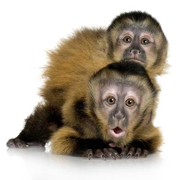 Mono - Clasificación de los siimiformes