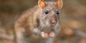 El crucero con un brote de hantavirus que podría llegar a Canarias: qué está pasando y qué riesgo real hay