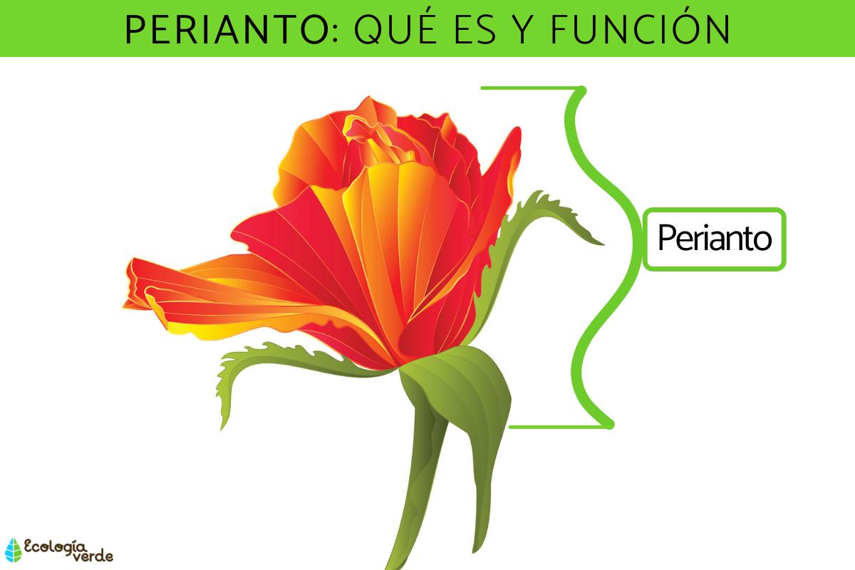 Perianto: qué es y función