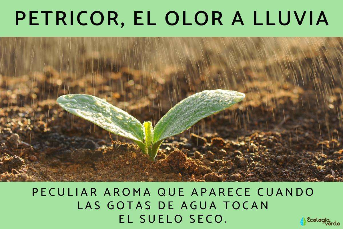 Petricor u olor a lluvia: qué es, de dónde sale y por qué nos gusta