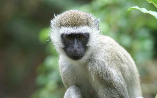 Mono - Reproducción del mono