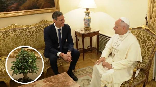 El bonsái de olivo que Pedro Sánchez regaló al Papa: qué cuidados necesita esta especie mediterránea