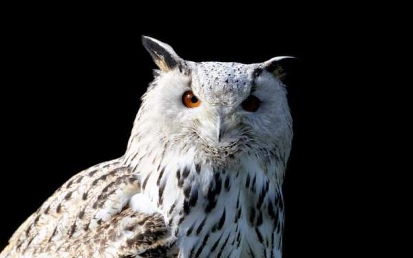 Animales diurnos, nocturnos y crepusculares: ejemplos - Qué son los animales nocturnos y ejemplos