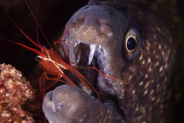 Morena común - Alimentación de la morena común