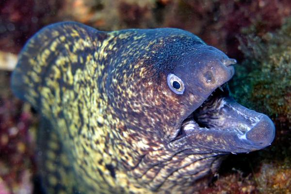 Morena común - Amenazas y conservación de la morena común