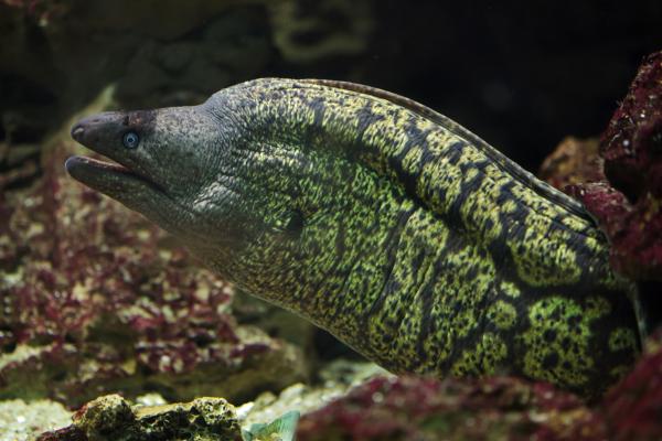 Morena común - Características de la morena común