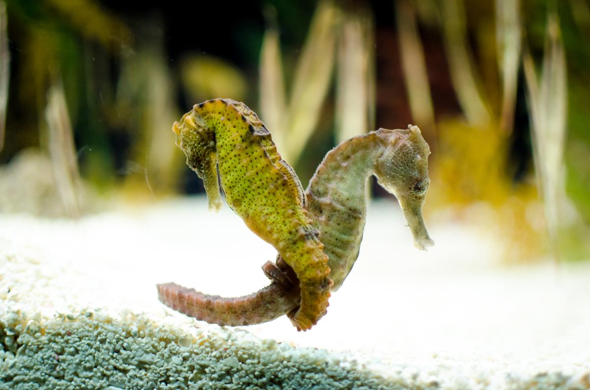 Cómo se reproducen los caballitos de mar