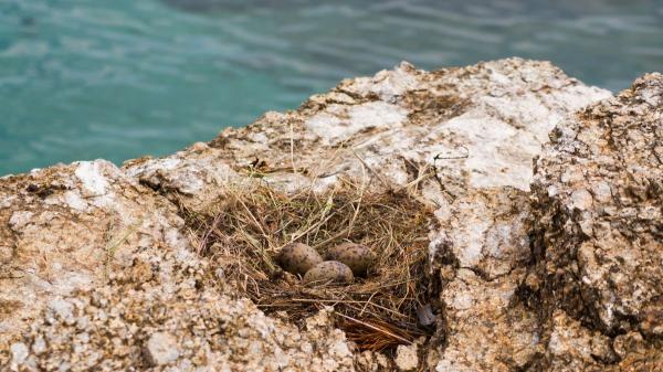 Introdujeron cinco gatos en una isla para acabar con una plaga de ratones y desataron una catástrofe ecológica - Eliminar los gatos no solucionó el problema: los ratones se hicieron aún más peligrosos