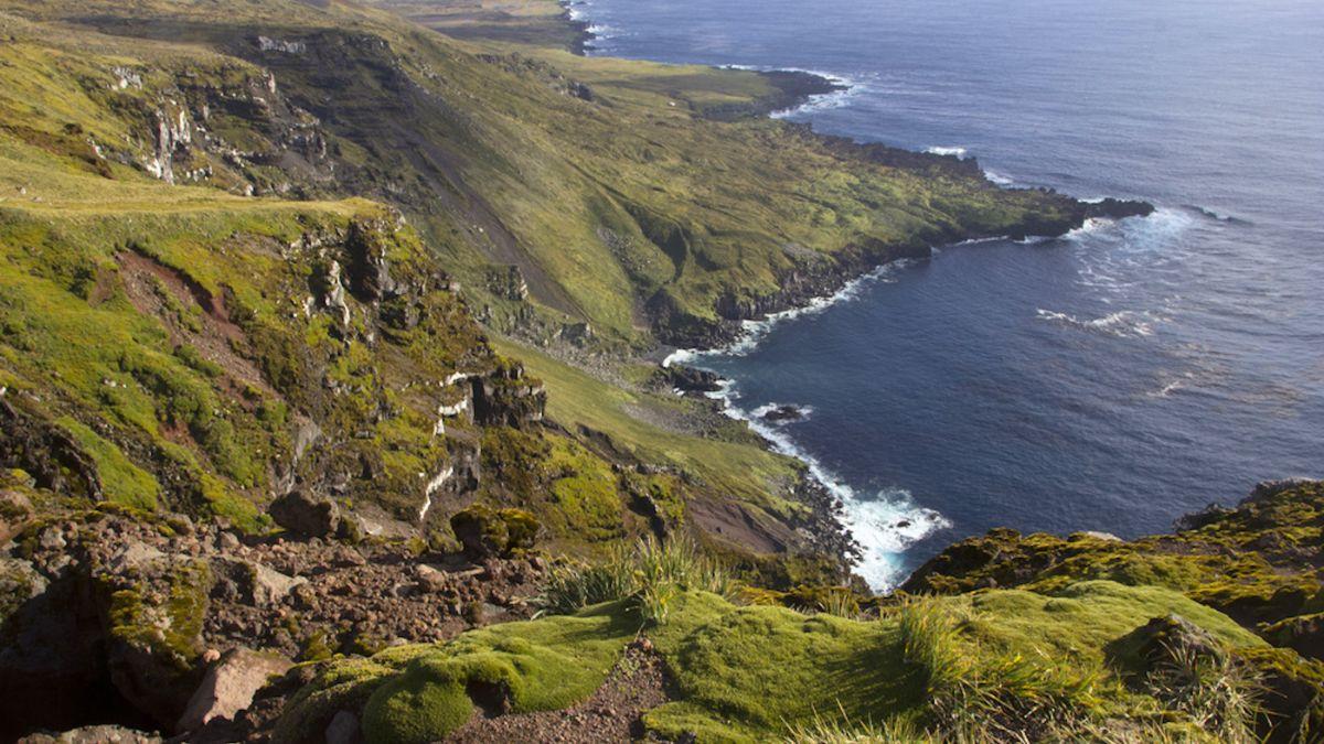 Introdujeron cinco gatos en una isla para acabar con una plaga de ratones y desataron una catástrofe ecológica
