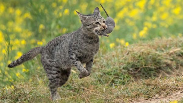 Introdujeron cinco gatos en una isla para acabar con una plaga de ratones y desataron una catástrofe ecológica - Por qué un pequeño error puede destruir todo un ecosistema insular