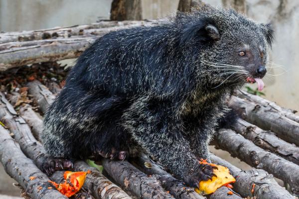 Binturong o manturón - Alimentación del binturong
