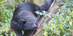 Binturong o manturón