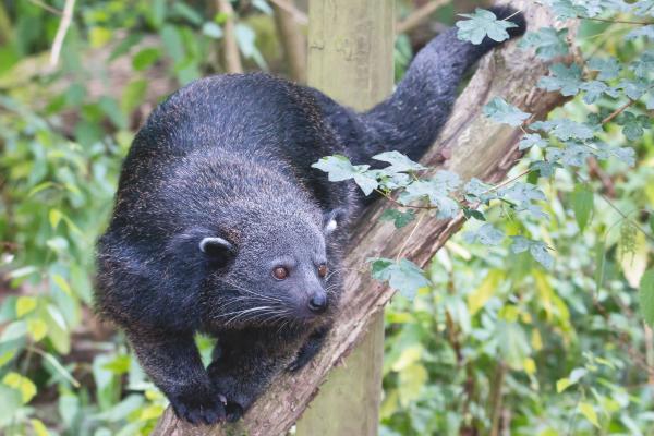 Binturong o manturón