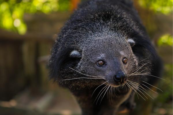 Binturong o manturón - Características del binturong