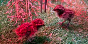 El ave que se extinguió en España vuelve a Andalucía: 18 ejemplares llegan desde Marruecos para recuperar la especie