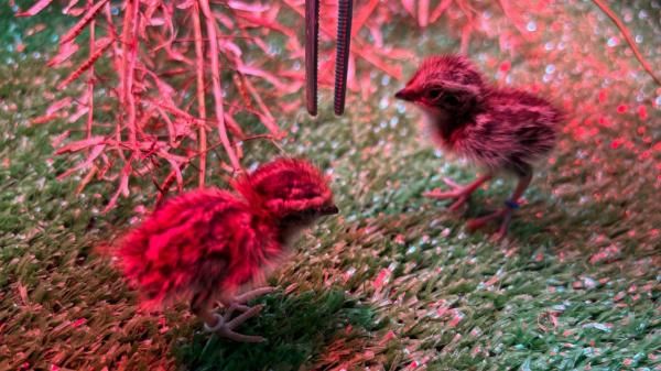 El ave que se extinguió en España vuelve a Andalucía: 18 ejemplares llegan desde Marruecos para recuperar la especie