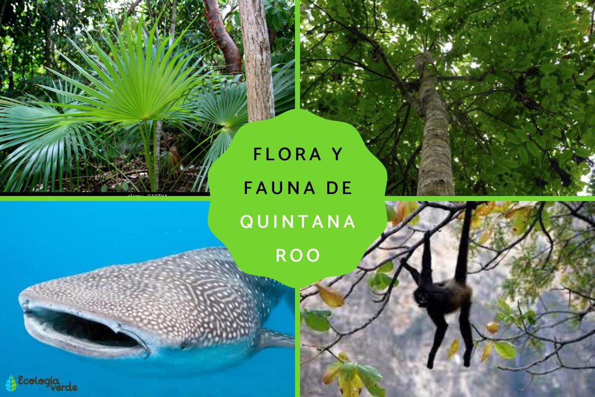 Flora y fauna de Quintana Roo