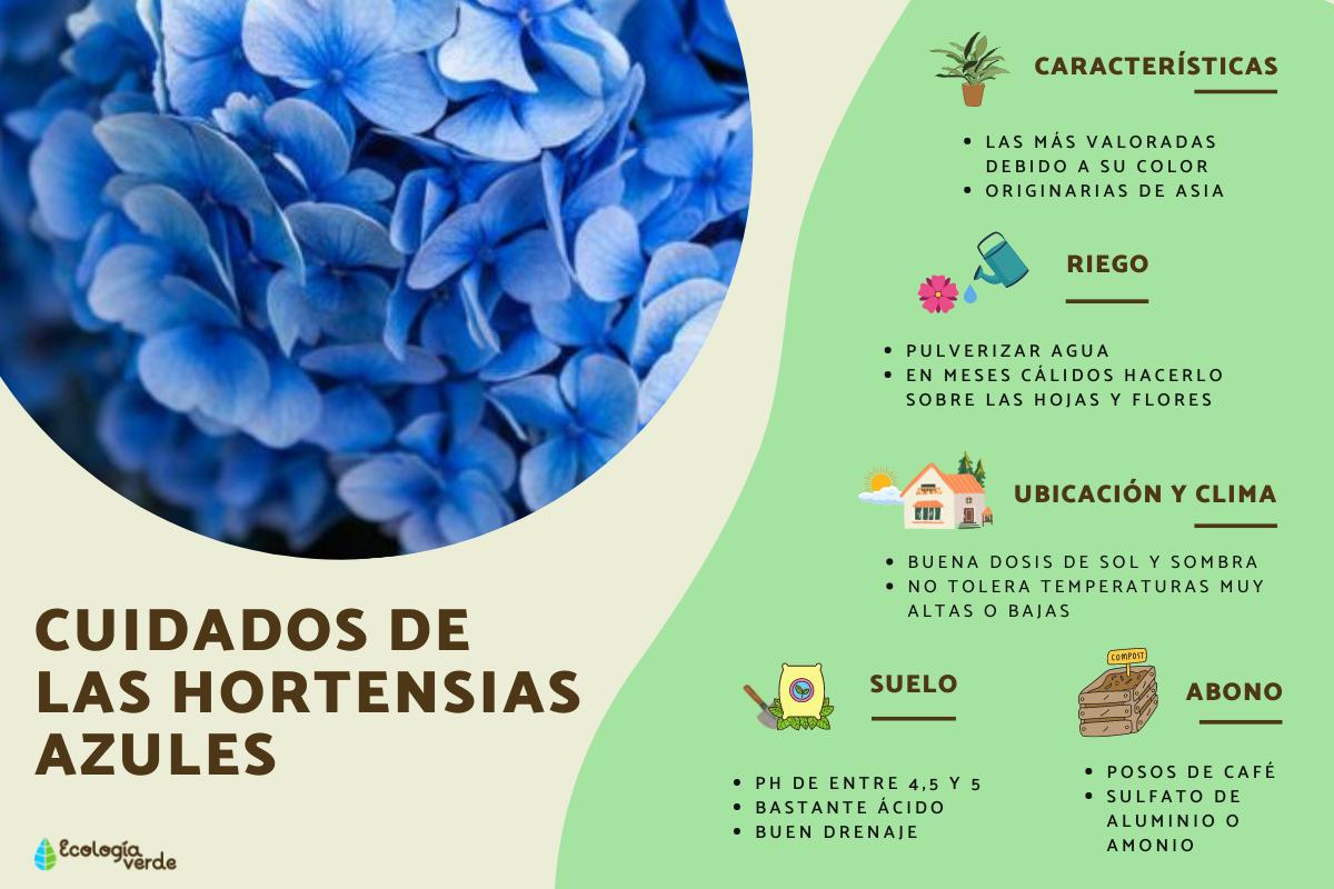 Hortensias azules: cuidados y cómo cultivarlas