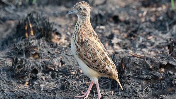 El ave que se extinguió en España vuelve a Andalucía: 18 ejemplares llegan desde Marruecos para recuperar la especie - Los 18 torillos que han llegado desde Marruecos