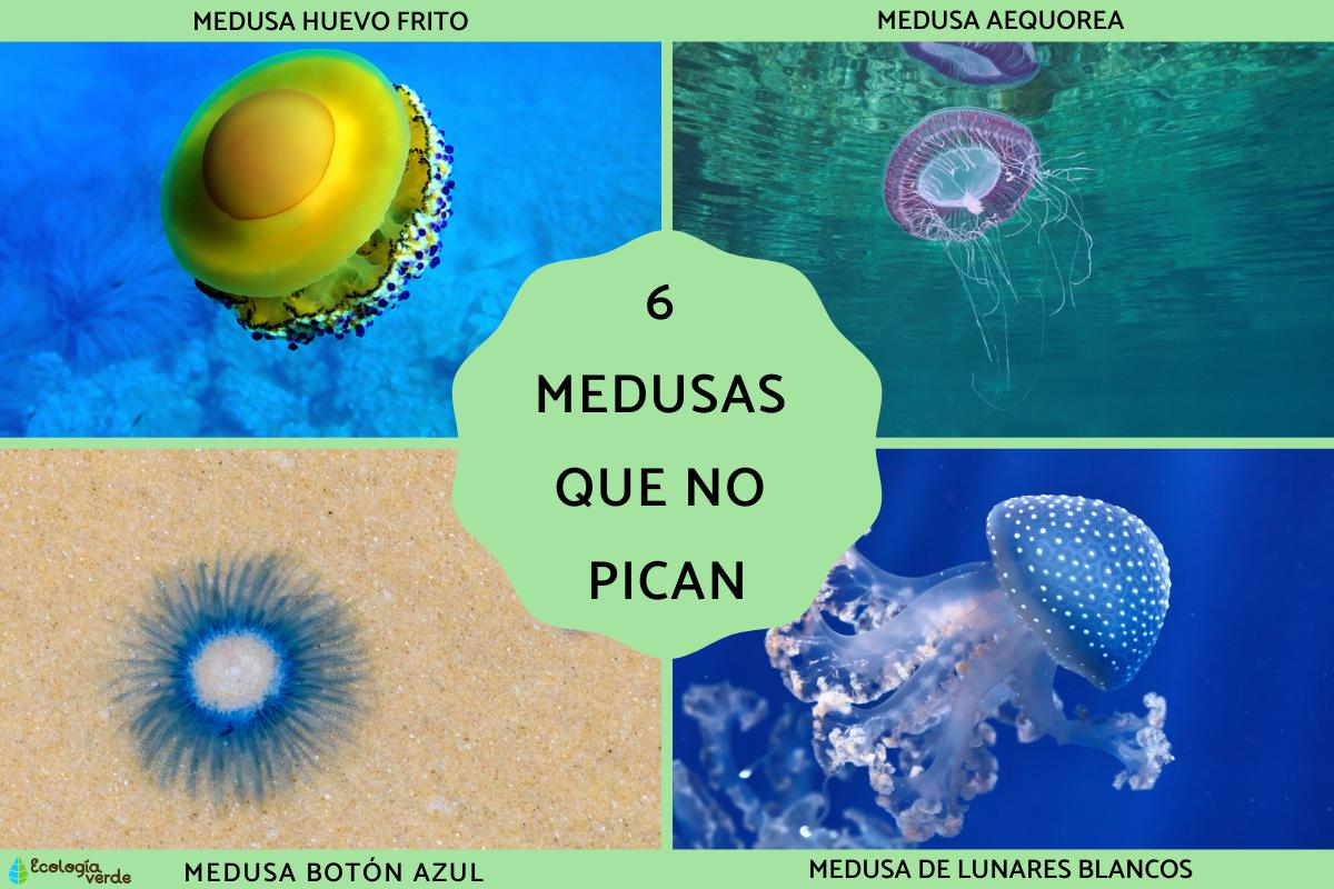Medusas que no pican