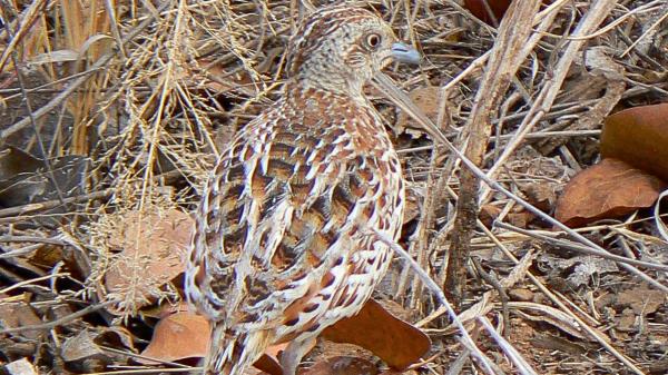 El ave que se extinguió en España vuelve a Andalucía: 18 ejemplares llegan desde Marruecos para recuperar la especie - Una última población escondida entre cultivos de Marruecos