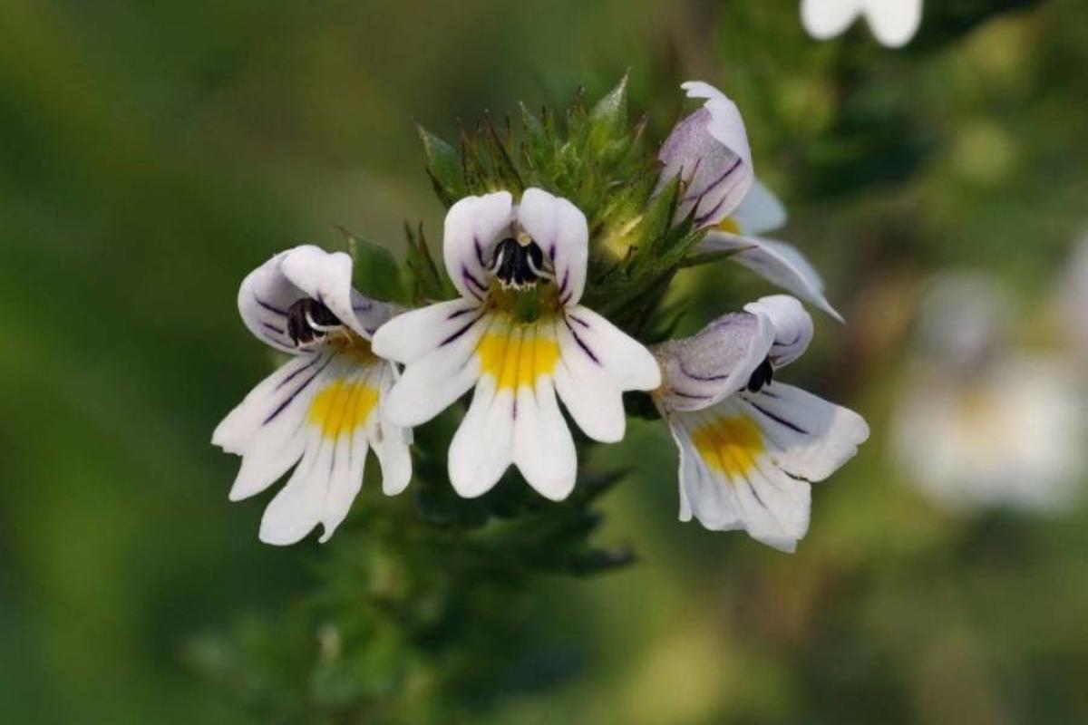 Eufrasia: propiedades y contraindicaciones