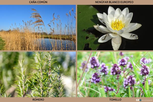 Río Júcar - Flora y fauna del río Júcar