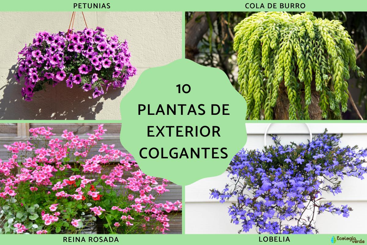 Plantas de exterior colgantes