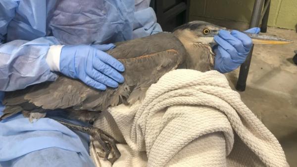 Una garza quedó atrapada en un hilo de pesca y no podía volar: así fue su regreso a la naturaleza - Un hilo de pesca le impedía volar y mantenerse en pie