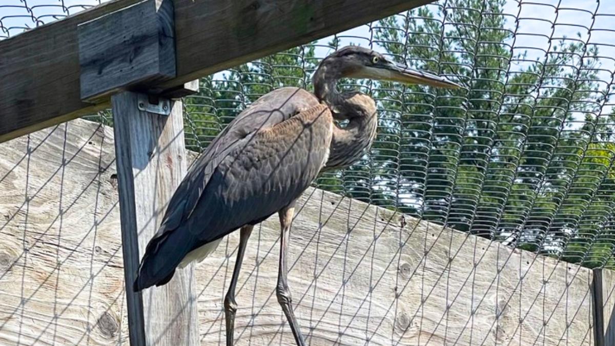 Una garza quedó atrapada en un hilo de pesca y no podía volar: así fue su regreso a la naturaleza